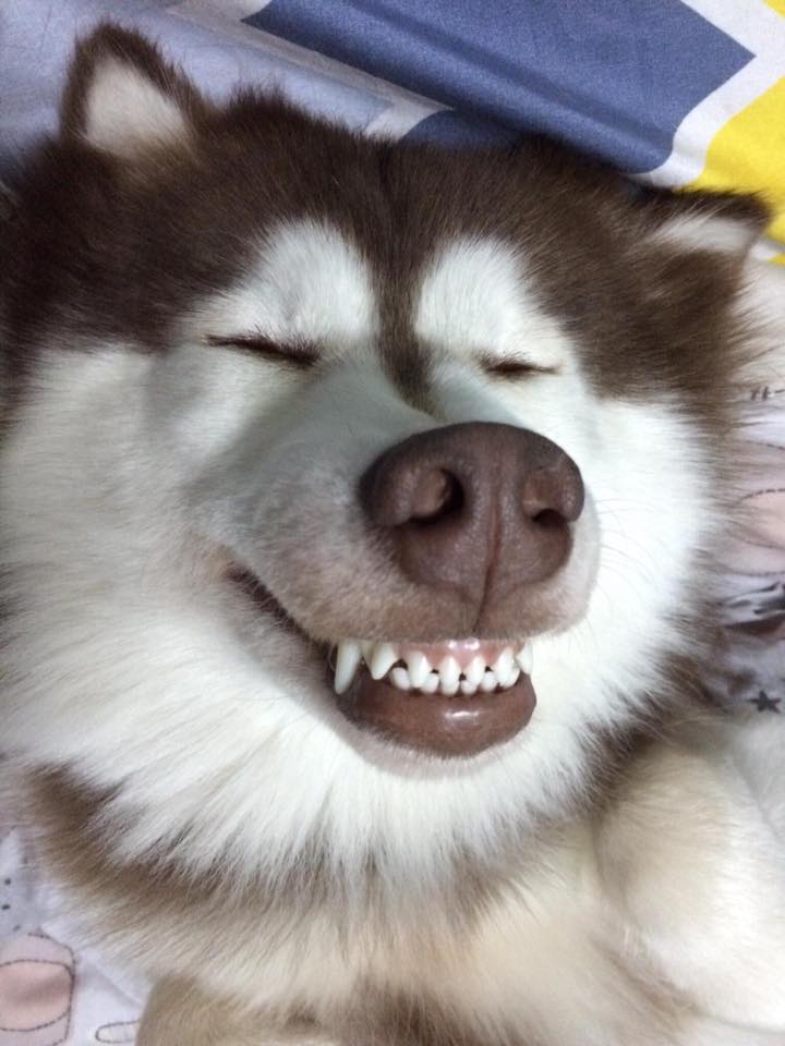 รวมภาพฮา น้องหมายิ้มแฉ่งโชว์ฟันสวย | Dogilike.Com