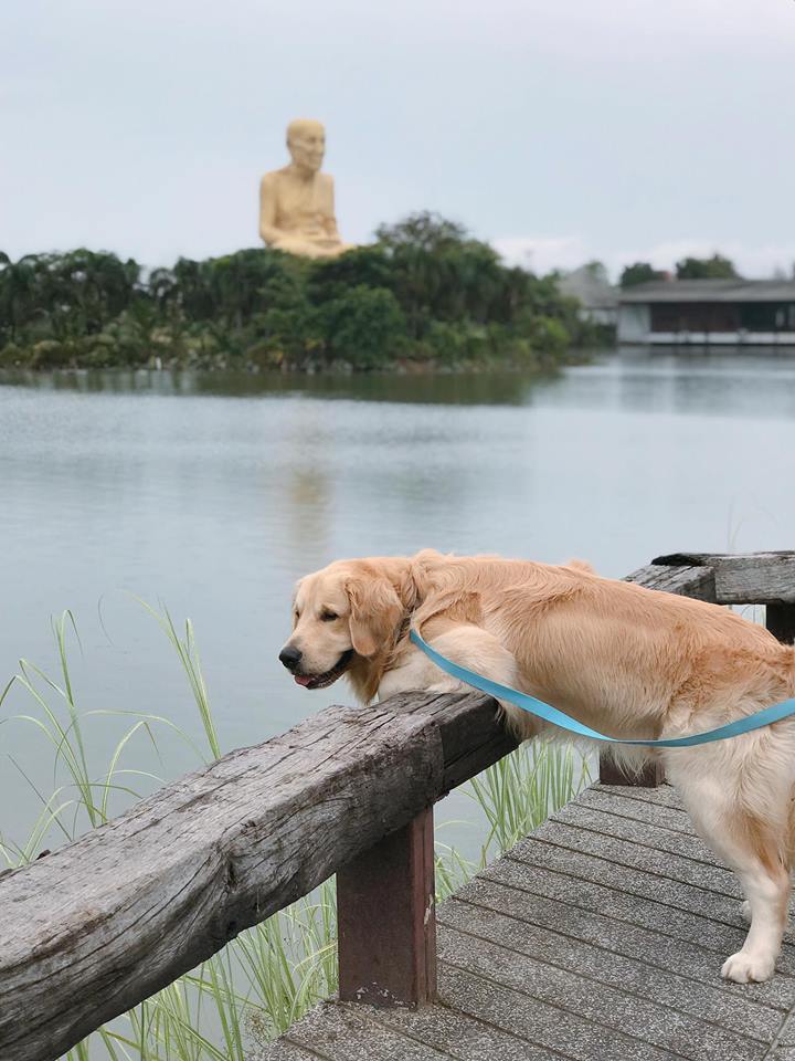 Dogilike.com :: ɳ ... ʵտ ͧشʵԵԴ