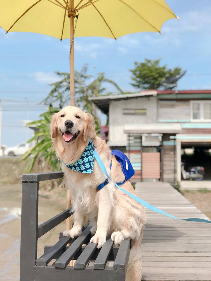 Dogilike.com :: ɳ ... ʵտ ͧشʵԵԴ