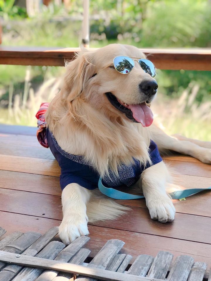 Dogilike.com :: ɳ ... ʵտ ͧشʵԵԴ