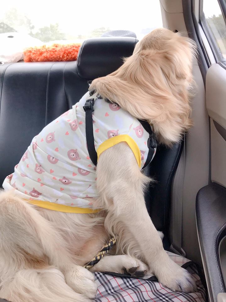 Dogilike.com :: ɳ ... ʵտ ͧشʵԵԴ