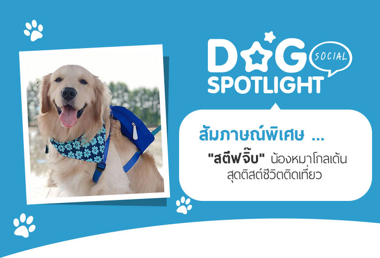 Dogilike.com :: ɳ ... ʵտ ͧشʵԵԴ