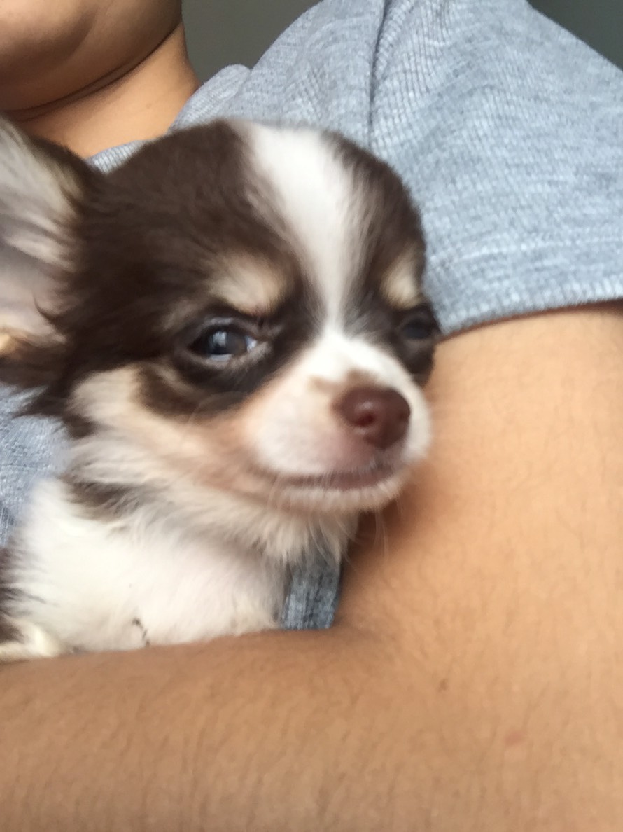 Dogilike.com :: ɳ ...  Ҩͧ Ѻ