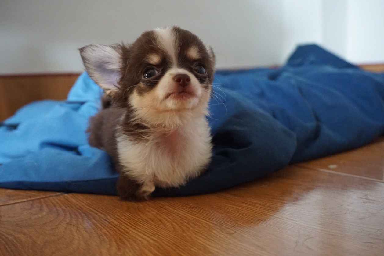 Dogilike.com :: ɳ ...  Ҩͧ Ѻ