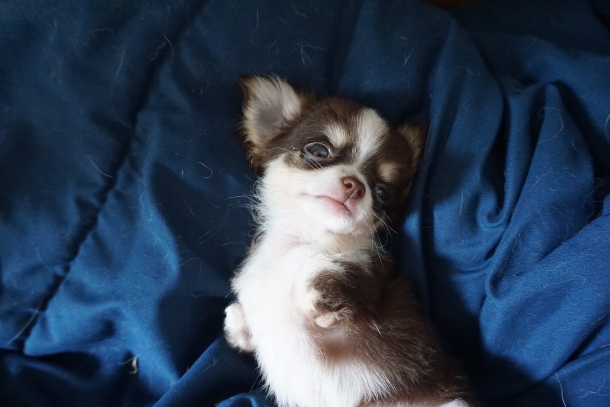 Dogilike.com :: ɳ ...  Ҩͧ Ѻ