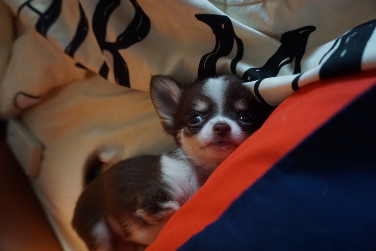Dogilike.com :: ɳ ...  Ҩͧ Ѻ