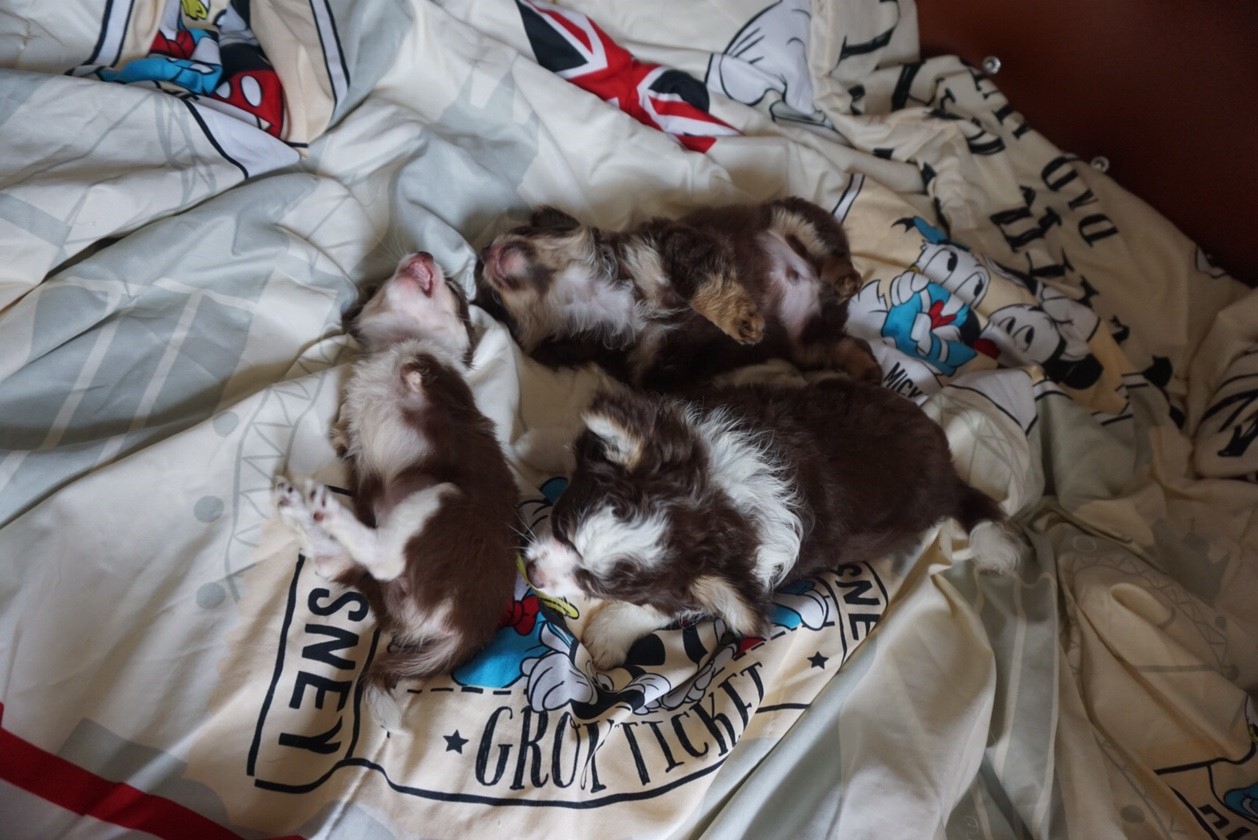 Dogilike.com :: ɳ ...  Ҩͧ Ѻ