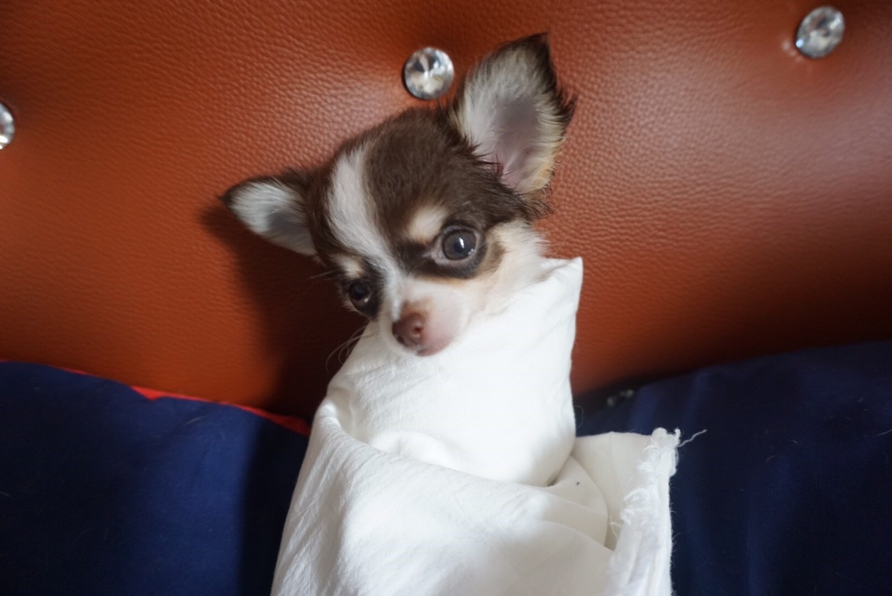 Dogilike.com :: ɳ ...  Ҩͧ Ѻ