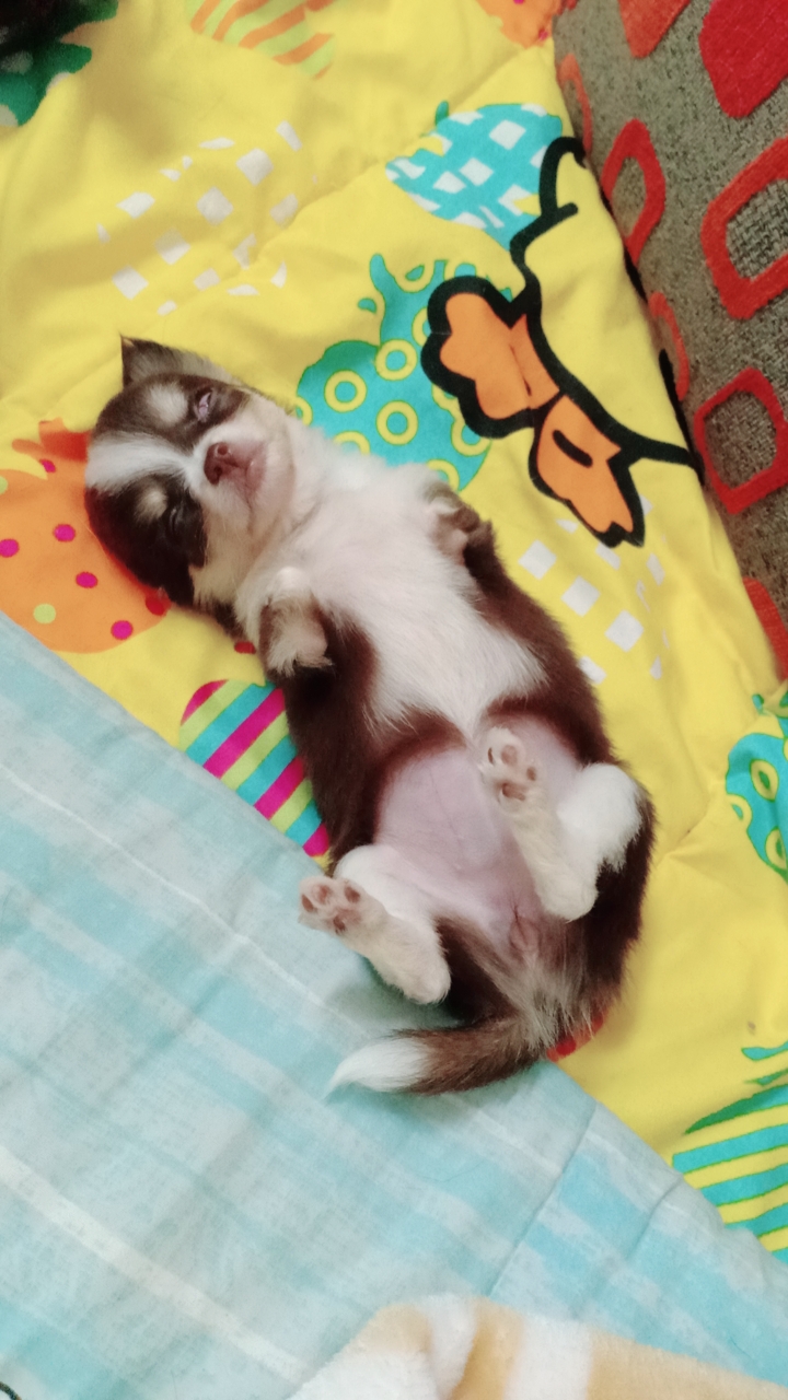 Dogilike.com :: ɳ ...  Ҩͧ Ѻ
