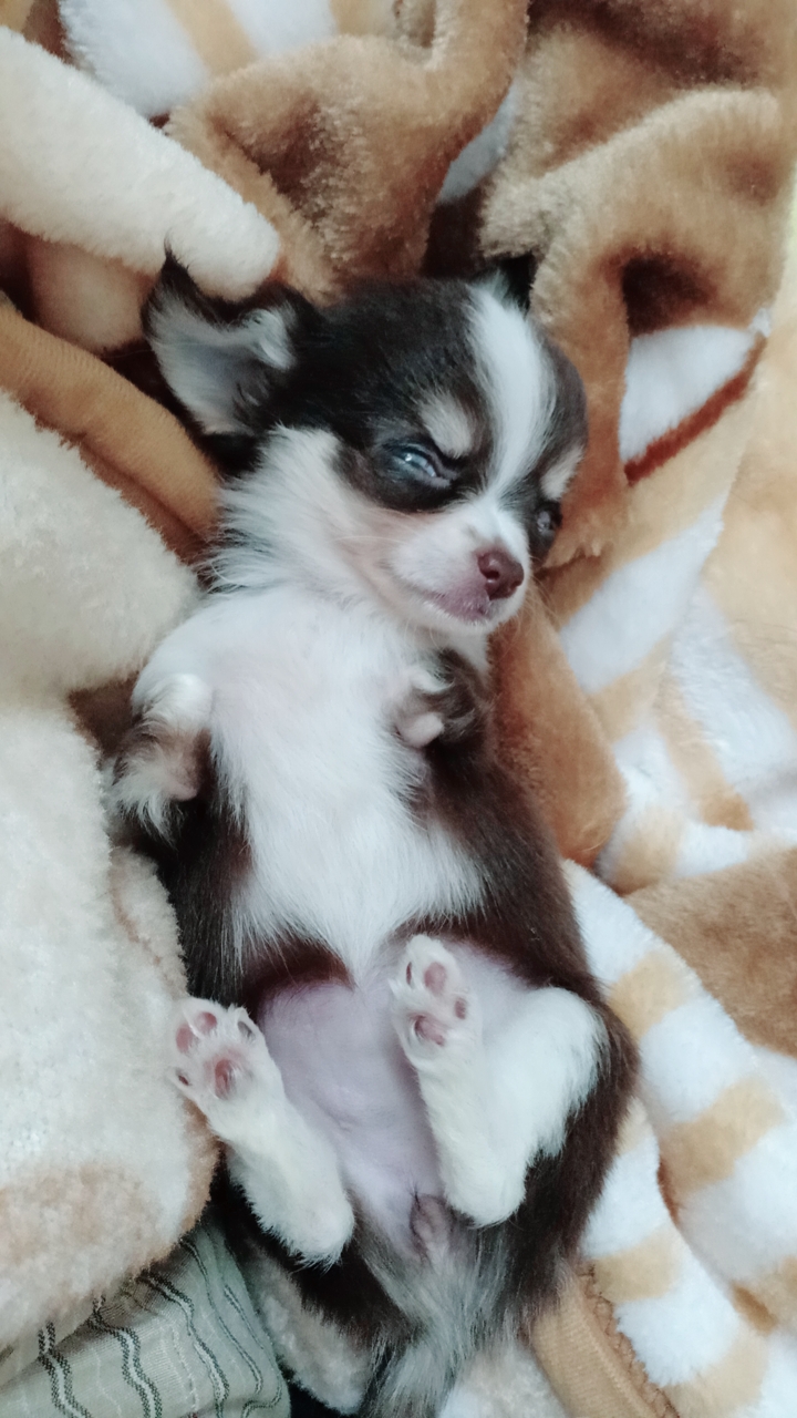 Dogilike.com :: ɳ ...  Ҩͧ Ѻ