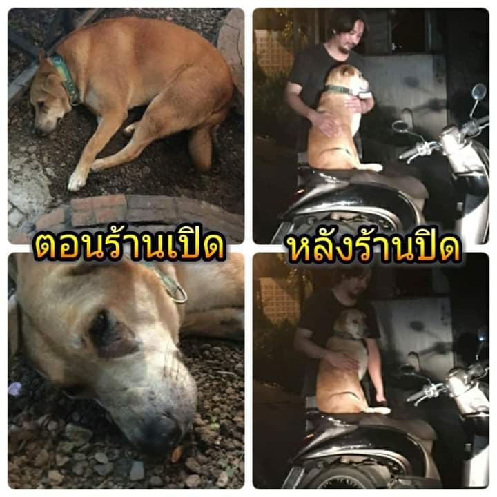 Dogilike.com :: สัมภาษณ์พิเศษ ... เซเว่น น้องหมานั่งดริ๊งค์ประจำร้านขวัญใจชาวโซเชียล