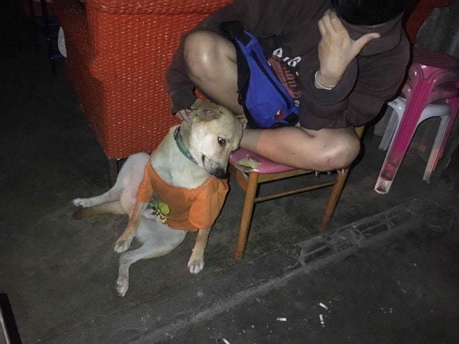 Dogilike.com :: สัมภาษณ์พิเศษ ... เซเว่น น้องหมานั่งดริ๊งค์ประจำร้านขวัญใจชาวโซเชียล
