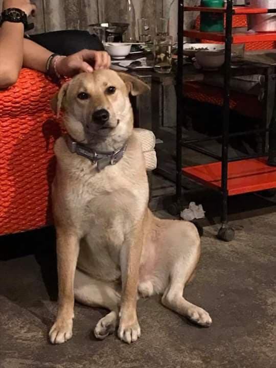 Dogilike.com :: สัมภาษณ์พิเศษ ... เซเว่น น้องหมานั่งดริ๊งค์ประจำร้านขวัญใจชาวโซเชียล