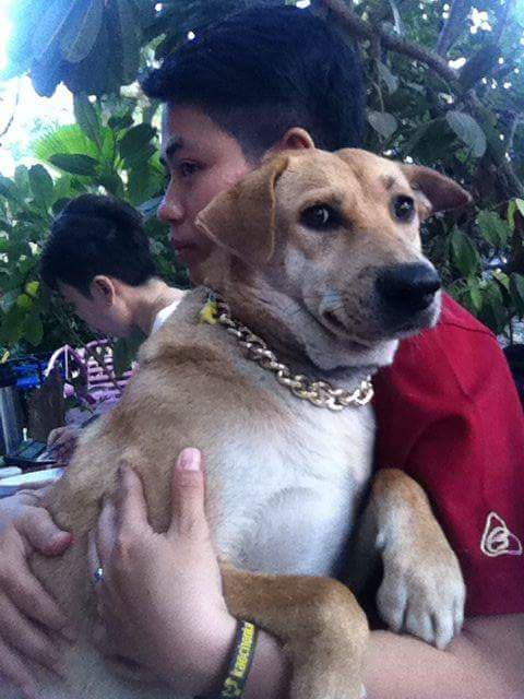 Dogilike.com :: สัมภาษณ์พิเศษ ... เซเว่น น้องหมานั่งดริ๊งค์ประจำร้านขวัญใจชาวโซเชียล