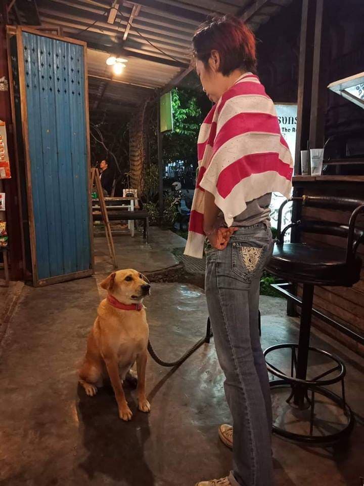 Dogilike.com :: สัมภาษณ์พิเศษ ... เซเว่น น้องหมานั่งดริ๊งค์ประจำร้านขวัญใจชาวโซเชียล