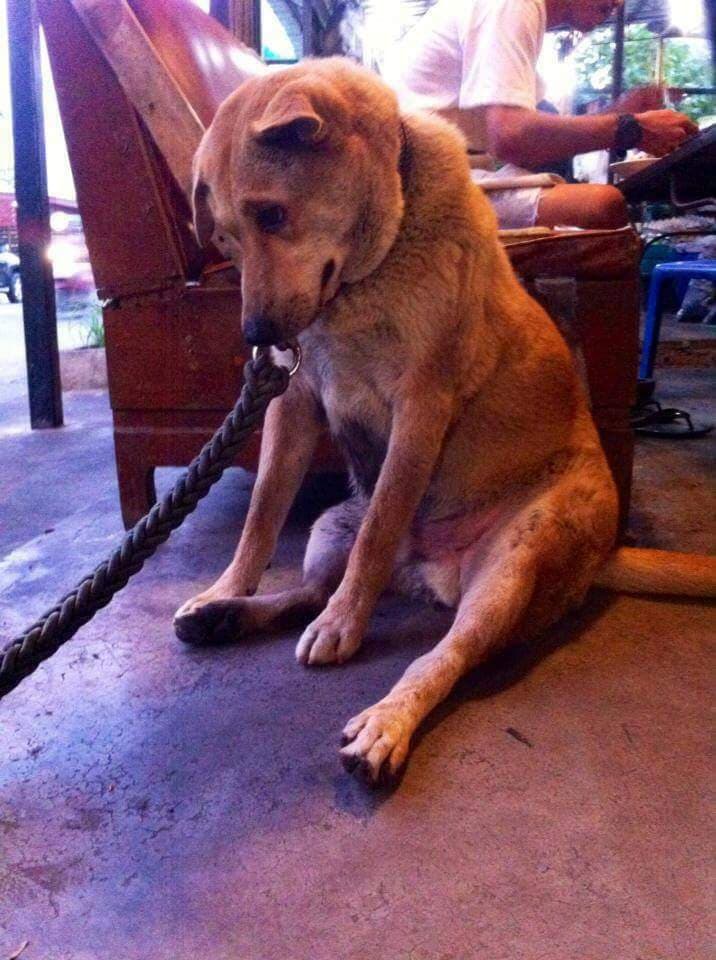 Dogilike.com :: สัมภาษณ์พิเศษ ... เซเว่น น้องหมานั่งดริ๊งค์ประจำร้านขวัญใจชาวโซเชียล