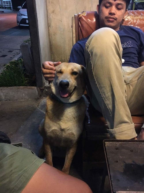 Dogilike.com :: สัมภาษณ์พิเศษ ... เซเว่น น้องหมานั่งดริ๊งค์ประจำร้านขวัญใจชาวโซเชียล