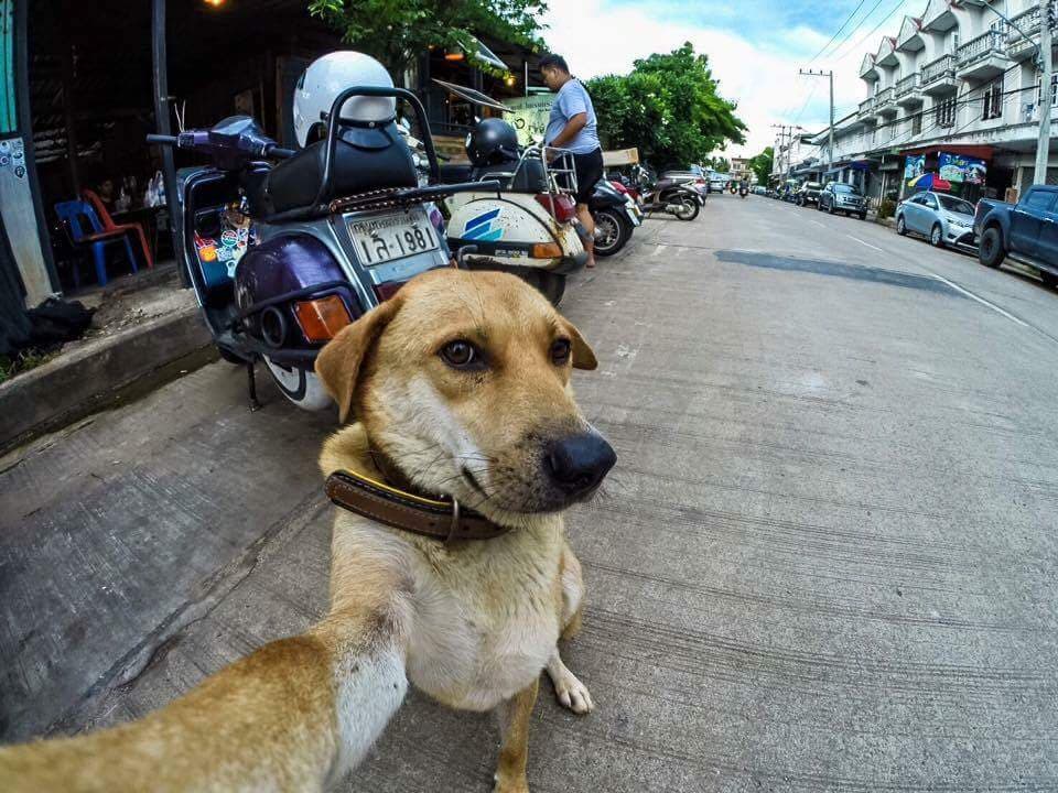 Dogilike.com :: สัมภาษณ์พิเศษ ... เซเว่น น้องหมานั่งดริ๊งค์ประจำร้านขวัญใจชาวโซเชียล