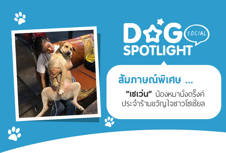 Dogilike.com :: สัมภาษณ์พิเศษ ... เซเว่น น้องหมานั่งดริ๊งค์ประจำร้านขวัญใจชาวโซเชียล