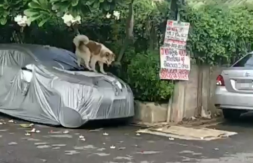 Dogilike.com :: ʹ! ҡѴö·駤ѹ ҢͧͧѺ