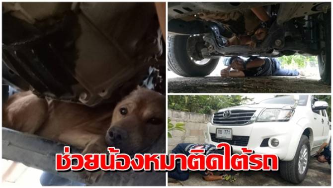 Dogilike.com :: ʧ ٺ˹仵Դöк ˵ص§зѴ¡з