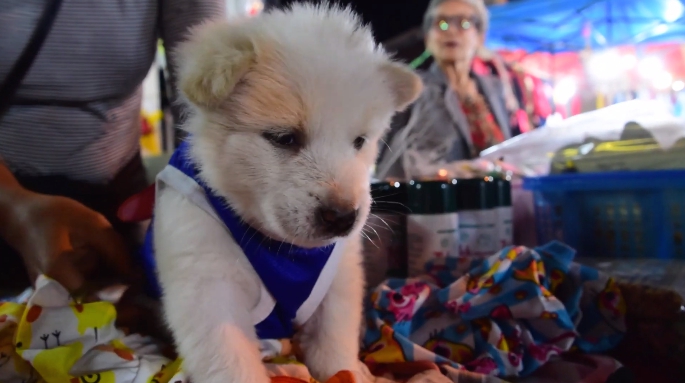 Dogilike.com :: ྪúóҴͼҤ֡ѡ ... Թͧ ῪʹԵ