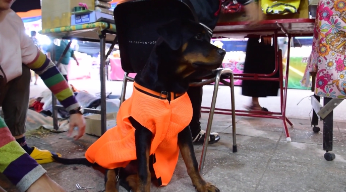 Dogilike.com :: ྪúóҴͼҤ֡ѡ ... Թͧ ῪʹԵ