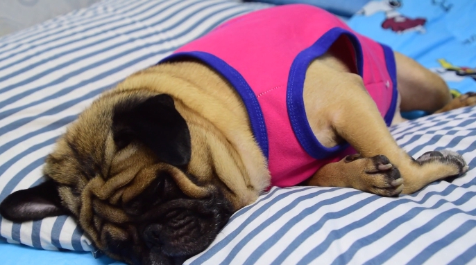 Dogilike.com :: ྪúóҴͼҤ֡ѡ ... Թͧ ῪʹԵ