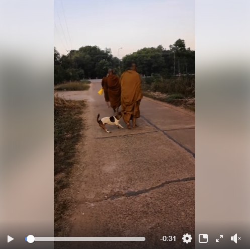 Dogilike.com :: 繴 ҢͧǪ繾ԹԳҵ Ҩ仧Ѻ÷ѡ