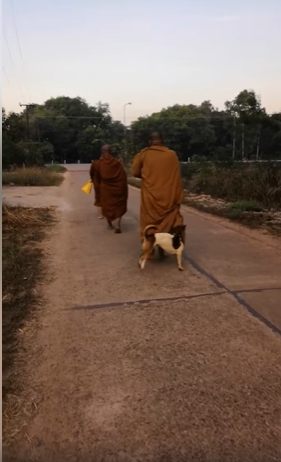 Dogilike.com :: 繴 ҢͧǪ繾ԹԳҵ Ҩ仧Ѻ÷ѡ