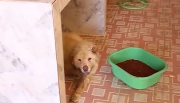 Dogilike.com :: ˹ҷعѢ١㹺ҹ餹 ªԵ 2  1!!
