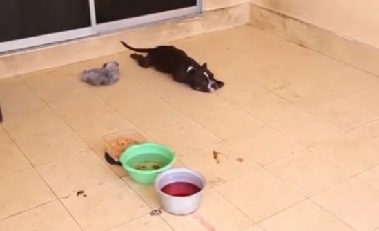Dogilike.com :: ˹ҷعѢ١㹺ҹ餹 ªԵ 2  1!!