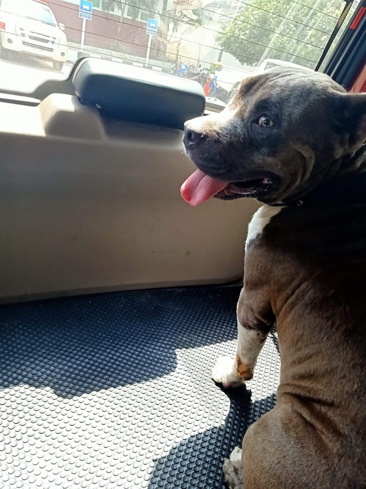 Dogilike.com :: 繴ҡ Ǩ㨴ժ¹ͧҺŧҧ Ң䫤çѡ