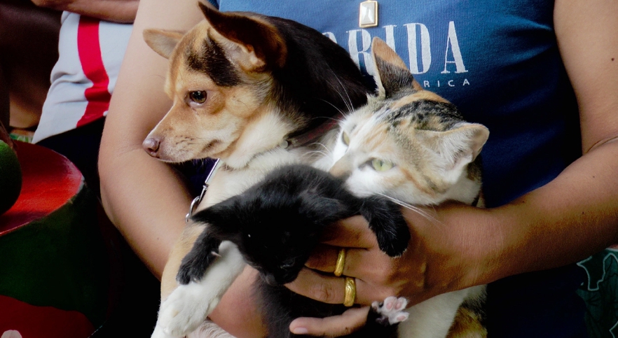 Dogilike.com :: 繧! ʡ ҧ - §ѹѹ١