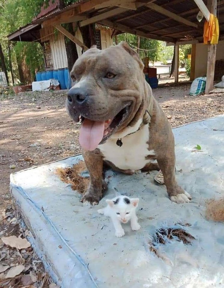Dogilike.com :: ͺԹ Է㨴ժ´١Ƿ١