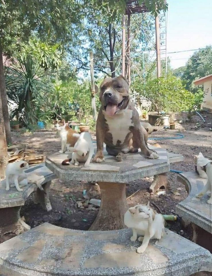 Dogilike.com :: ͺԹ Է㨴ժ´١Ƿ١