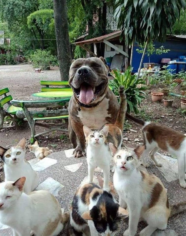Dogilike.com :: ͺԹ Է㨴ժ´١Ƿ١