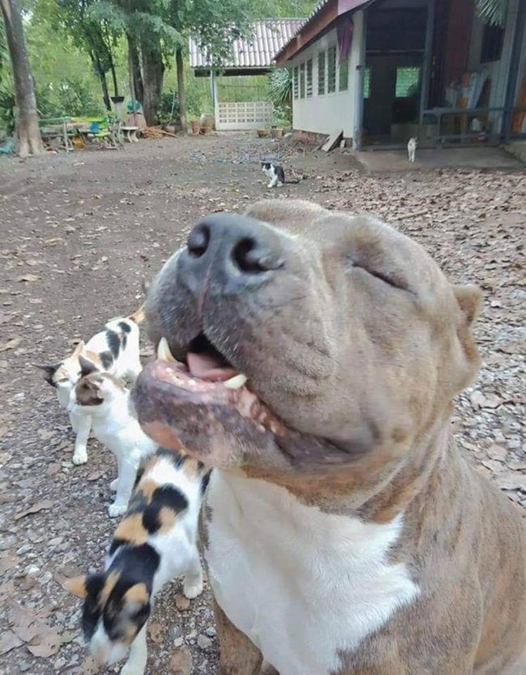 Dogilike.com :: ͺԹ Է㨴ժ´١Ƿ١