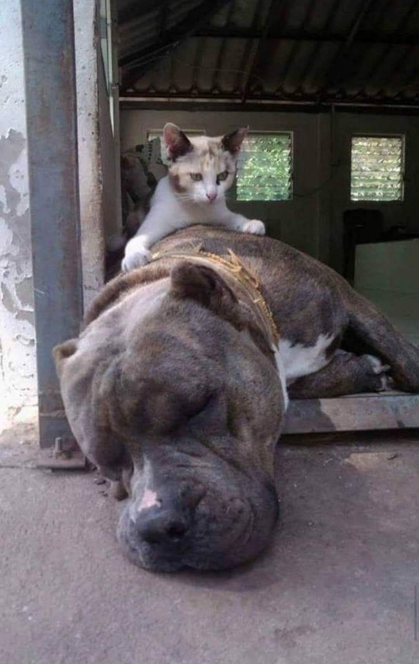 Dogilike.com :: ͺԹ Է㨴ժ´١Ƿ١