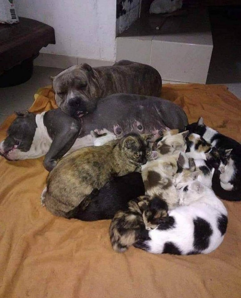 Dogilike.com :: ͺԹ Է㨴ժ´١Ƿ١