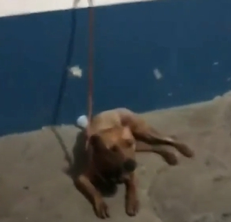 Dogilike.com :: º͹͹ҫ ˹ѡ ش˴ѡѹԹ
