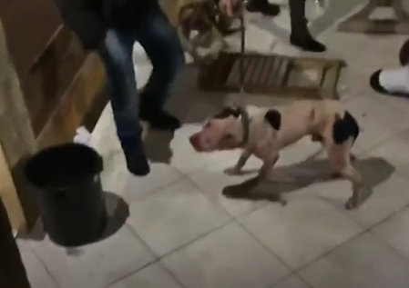 Dogilike.com :: º͹͹ҫ ˹ѡ ش˴ѡѹԹ