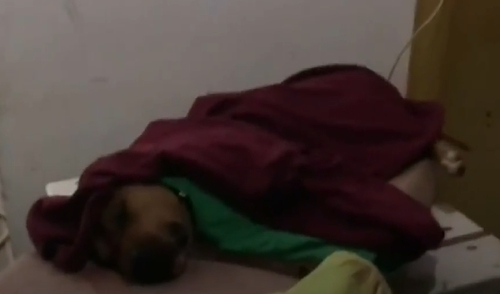 Dogilike.com :: º͹͹ҫ ˹ѡ ش˴ѡѹԹ