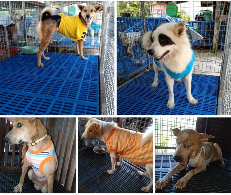 Dogilike.com :: ͧҷ! ... ѵպѺԨҤͼͧͧһ˹