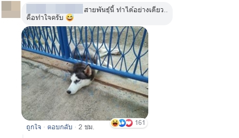 Dogilike.com :: ͧ 䫺¹Ҿ˹ǨԴ!!