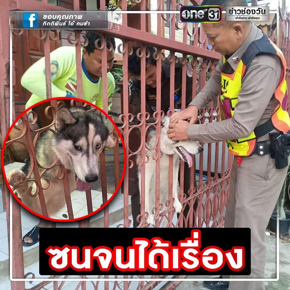 Dogilike.com :: ͧ 䫺¹Ҿ˹ǨԴ!!