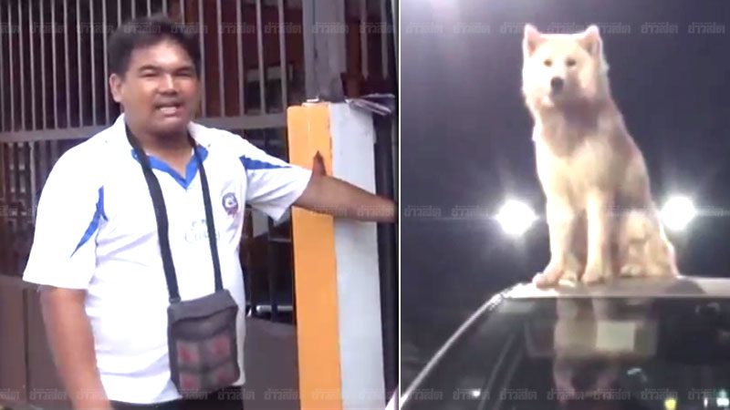 Dogilike.com :: ͵! Ժʹ ҧʺѧö