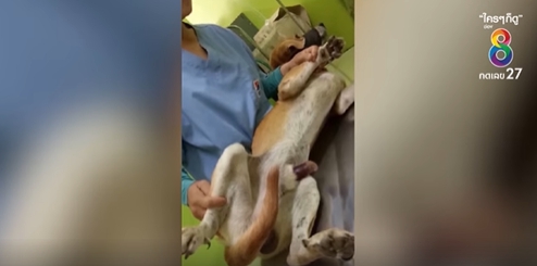 Dogilike.com :: จิตใจทำด้วยอะไร คนใจบาปใช้หนังยางรัดที่อวัยวะเพศหมาจรจนเน่า