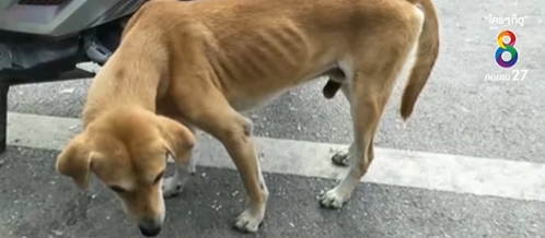 Dogilike.com :: จิตใจทำด้วยอะไร คนใจบาปใช้หนังยางรัดที่อวัยวะเพศหมาจรจนเน่า