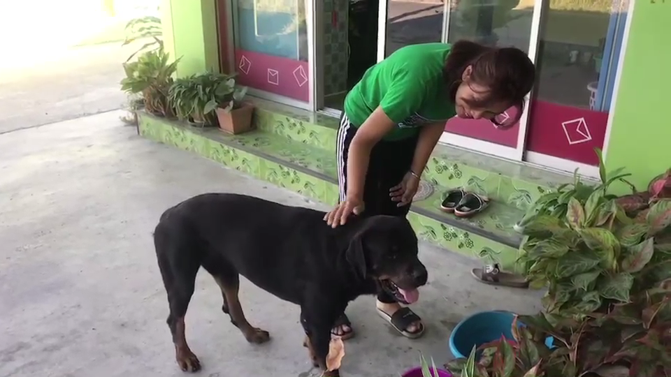 Dogilike.com :: ͧ ͹絪µҢͧ ͵ ŧҧ